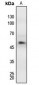 Anti-MEF2A (pT312) Antibody