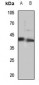 Anti-MEIS1 Antibody