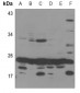 Anti-MRPS25 Antibody