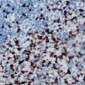 Anti-Musculin Antibody