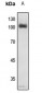 Anti-NF-kappaB p105 (pS907) Antibody