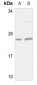 Anti-NSG1 Antibody