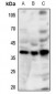 Anti-GPR86 Antibody