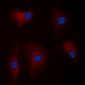 Anti-Parkin Antibody