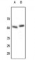 Anti-Parkin Antibody