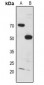 Anti-MYT1 Antibody