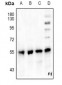 Anti-PPAR gamma Antibody