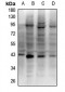 Anti-RAD51D Antibody