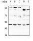 Anti-SAP49 Antibody