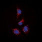 Anti-STAM2 Antibody