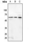Anti-STAM2 Antibody