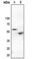 Anti-p53 (pS9) Antibody