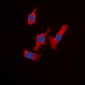 Anti-WASF1 Antibody
