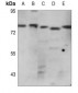 Anti-WASF1 Antibody