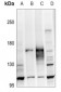 Anti-ATP1A2 Antibody