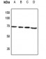 Anti-CAGE1 Antibody