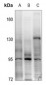 Anti-FGFR4 Antibody