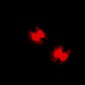 Anti-FOXO3 (pS253) Antibody