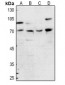 Anti-FOXP1 Antibody