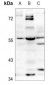 Anti-MLZE Antibody