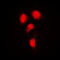 Anti-IRF3 Antibody