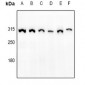 Anti-mTOR (pS2448) Antibody