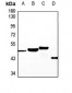 Anti-NT5C1A Antibody