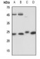 Anti-RAB5C Antibody
