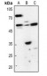 Anti-HSN1 Antibody