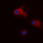 Anti-14-3-3 theta/tau (pS232) Antibody