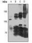 Anti-iNOS Antibody