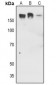 Anti-EGFR (pY1016) Antibody