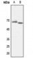 Anti-TAF5L Antibody