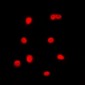 Anti-C/EBP gamma Antibody