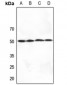 Anti-SERINC1 Antibody