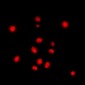 Anti-STAG3 Antibody