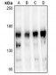 Anti-STAG3 Antibody