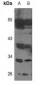 Anti-TCFL5 Antibody