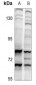 Anti-CDC6 Antibody