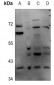 Anti-DNAJB4 Antibody