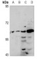 Anti-MINPP1 Antibody