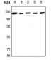 Anti-NUMA Antibody