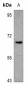 Anti-NXF3 Antibody