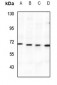 Anti-SPAK Antibody