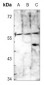 Anti-CD84 Antibody