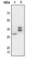 Anti-CD300f Antibody