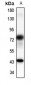 Anti-Panopsin Antibody