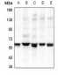 Anti-GPR37L1 Antibody