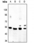 Anti-GPR180 Antibody