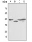 Anti-JUNB Antibody